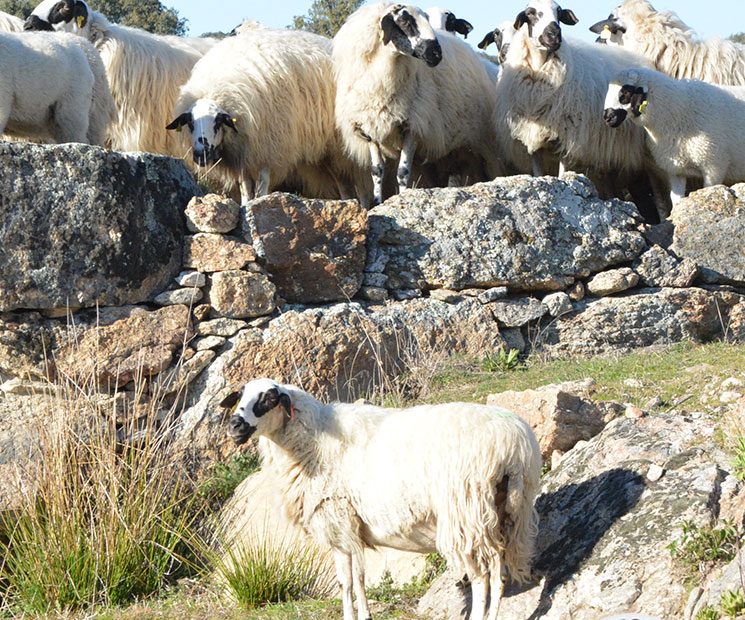 Rebaño de ovejas churras sobre un muro de piedra en la dehesa