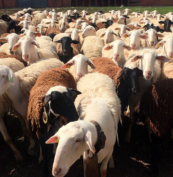Rebaño de ovejas de razas autóctonas en el aprisco