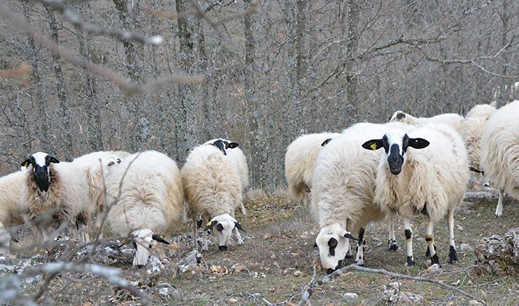 Ovejas de raza Churra pastando en el monte de Castilla y León